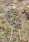 Double-banded Courser