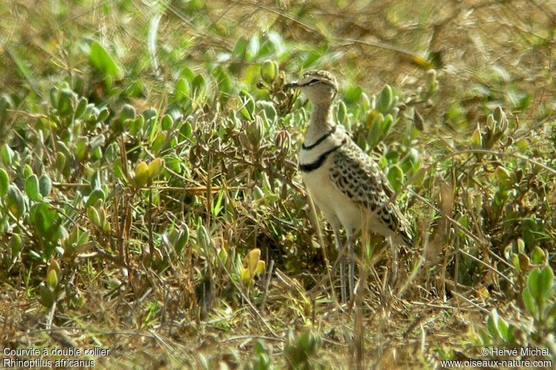 Double-banded Courser