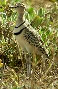 Double-banded Courser