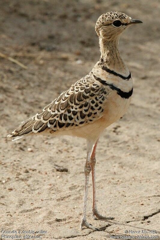 Double-banded Courser