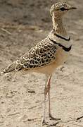 Double-banded Courser