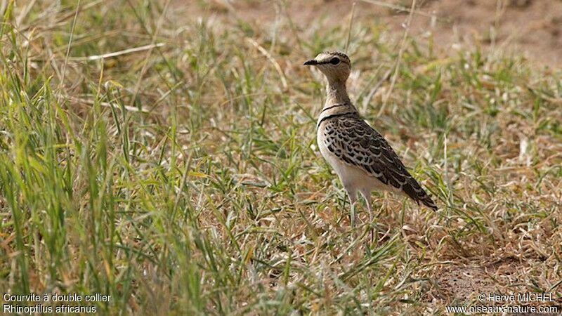 Double-banded Courser