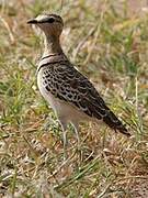 Double-banded Courser