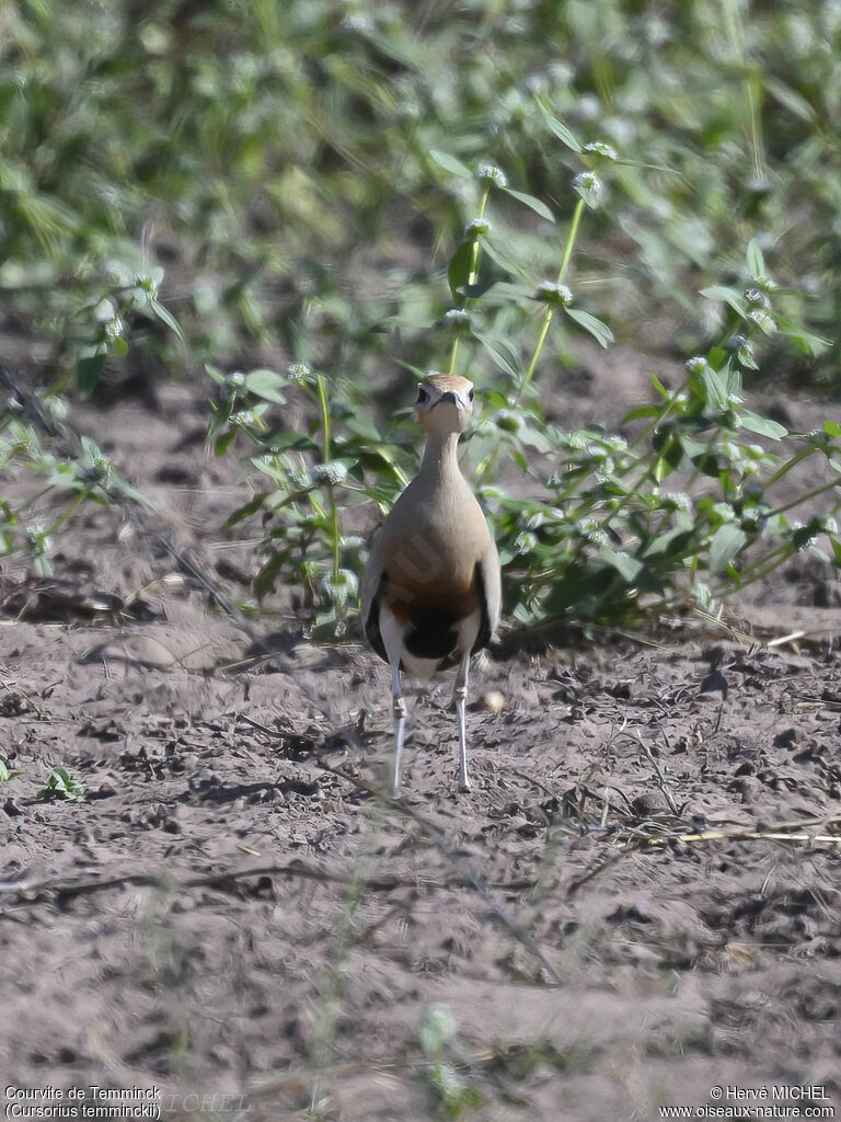 Temminck's Courseradult