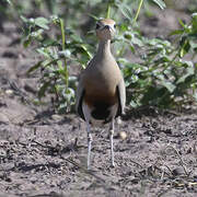 Temminck's Courser