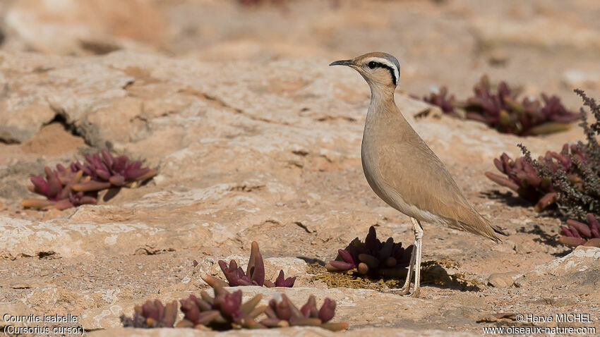 Cream-colored Courseradult breeding