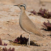 Cream-colored Courser