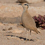 Cream-colored Courser