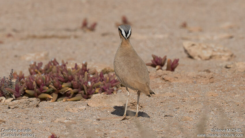 Cream-colored Courseradult breeding