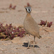 Cream-colored Courser