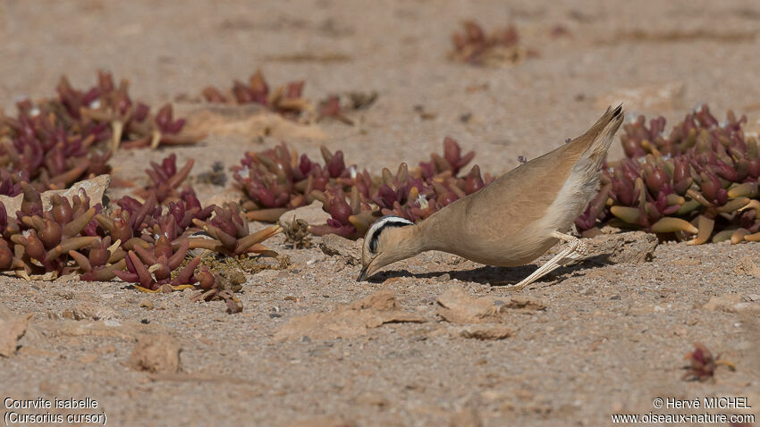 Cream-colored Courseradult breeding, eats