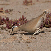 Cream-colored Courser