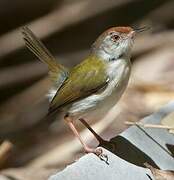 Common Tailorbird