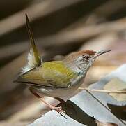 Common Tailorbird