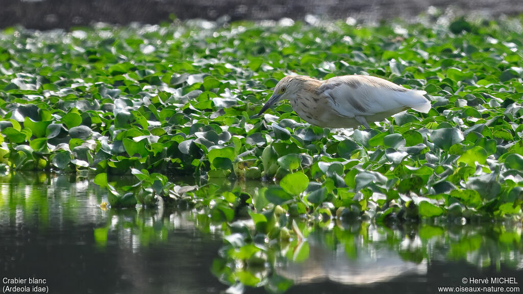 Malagasy Pond Heron