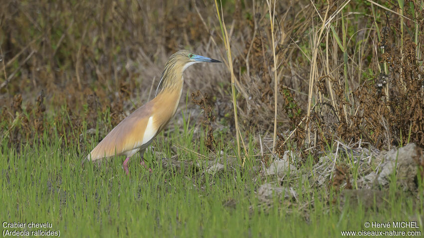 Squacco Heronadult breeding