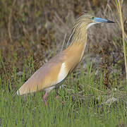 Squacco Heron