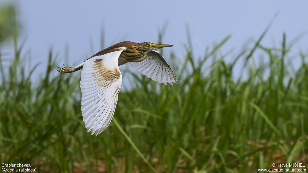 Squacco Heron