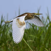 Squacco Heron