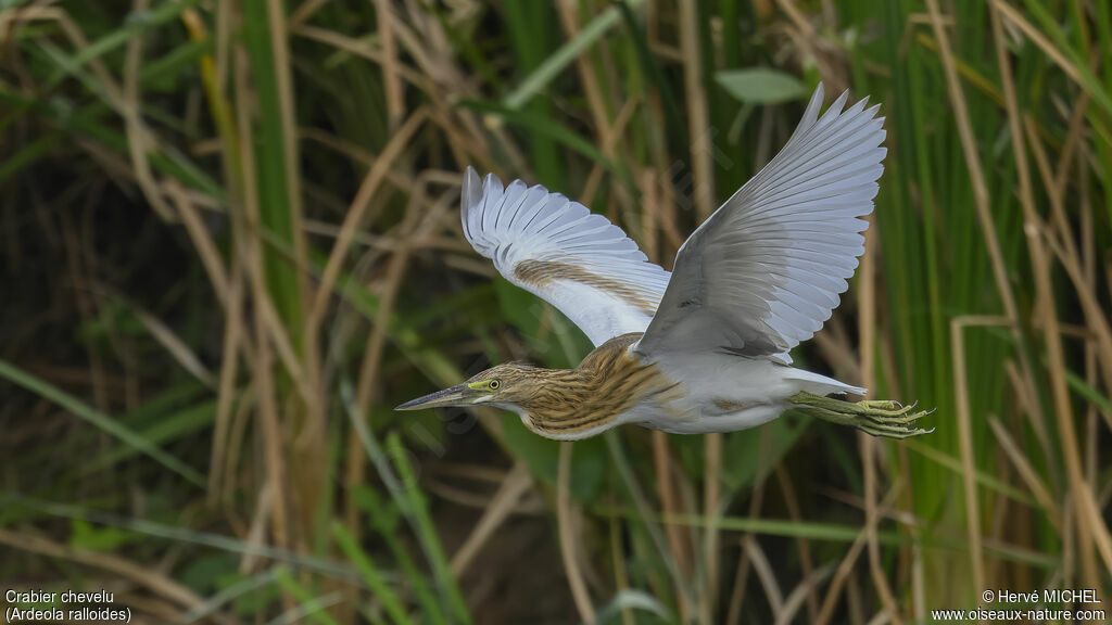 Squacco Heron