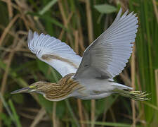 Squacco Heron