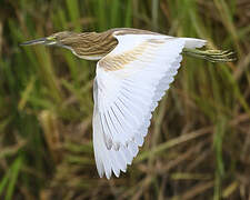 Squacco Heron