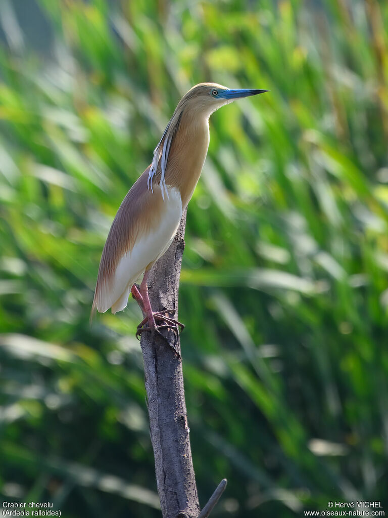 Squacco Heronadult breeding