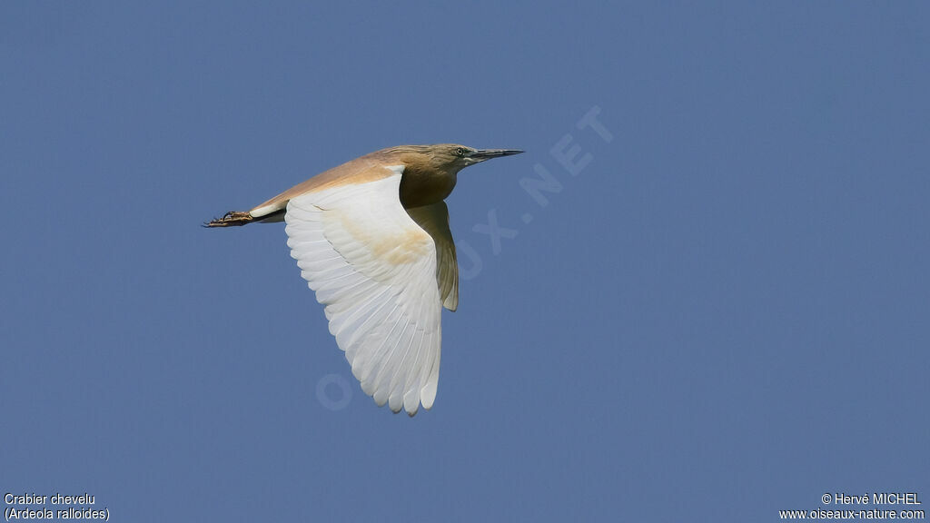Squacco Heron