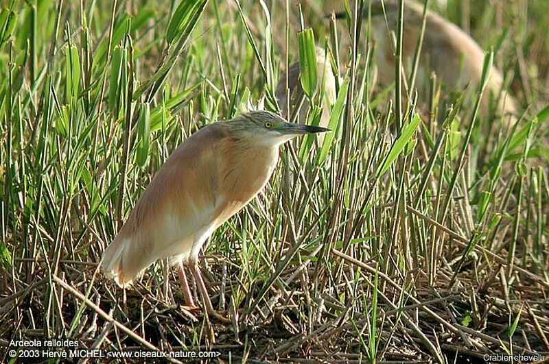 Squacco Heronadult breeding