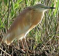 Squacco Heron