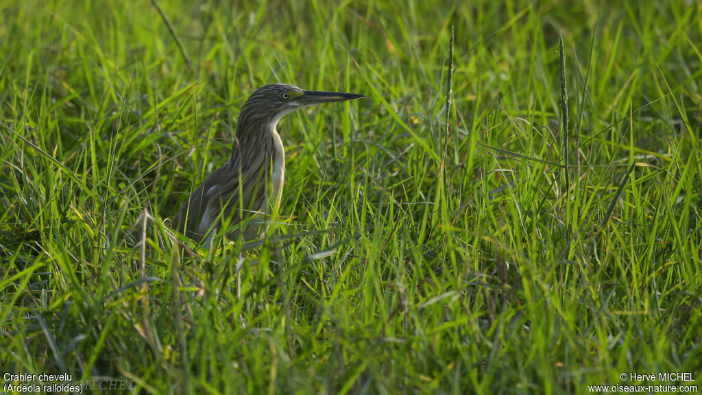 Squacco Heron