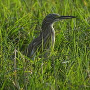 Squacco Heron