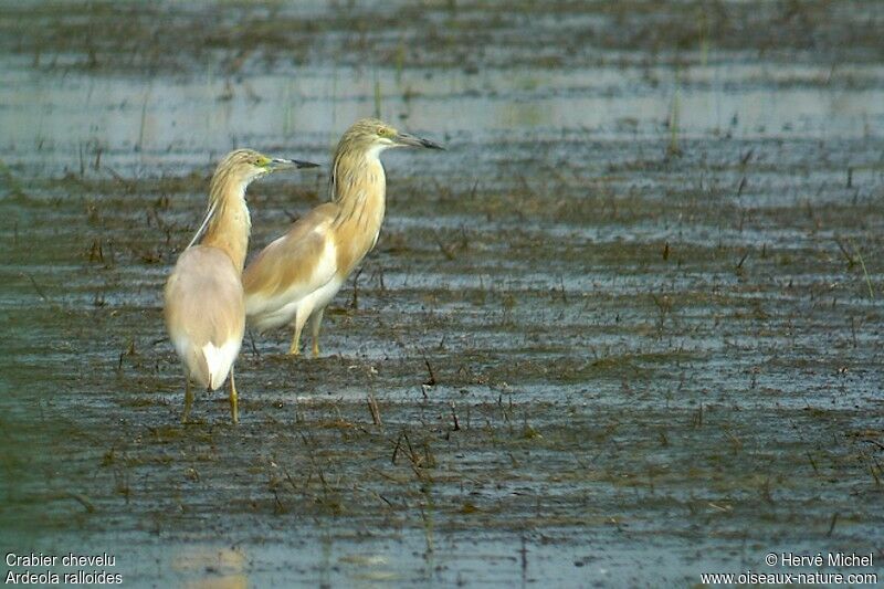 Squacco Heronadult breeding