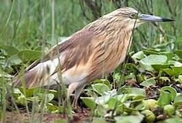 Squacco Heron