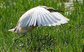 Squacco Heron