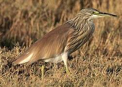 Squacco Heron