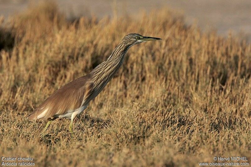 Squacco Heronadult post breeding, identification