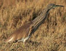 Squacco Heron