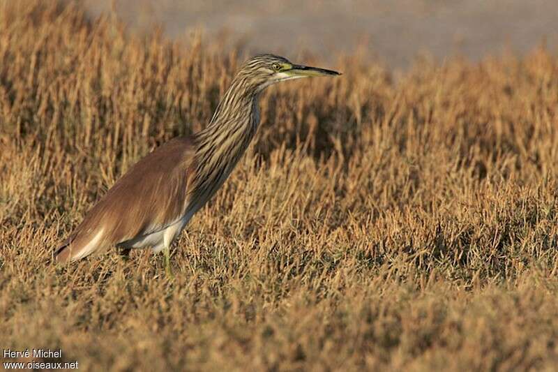 Squacco HeronSecond year, identification