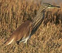 Squacco Heron