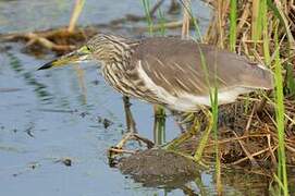 Chinese Pond Heron