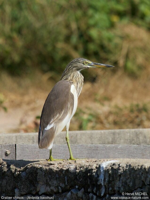 Chinese Pond Heron