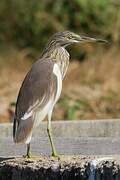 Chinese Pond Heron