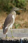 Chinese Pond Heron