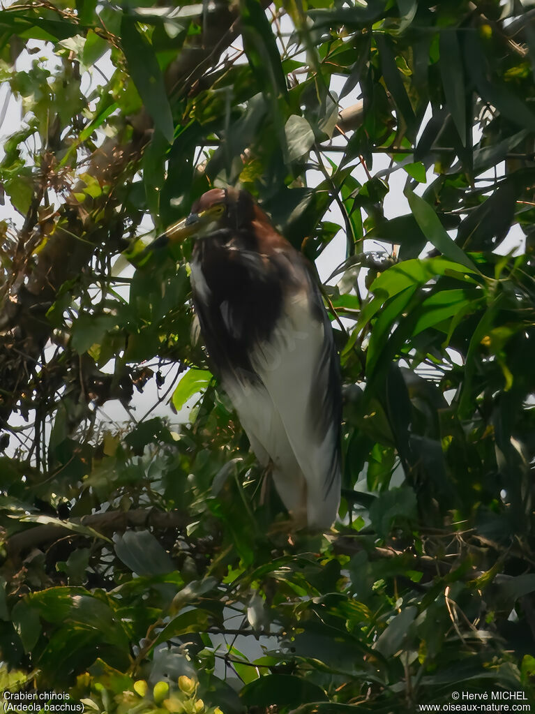 Chinese Pond Heronadult breeding