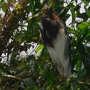 Chinese Pond Heron