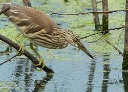 Indian Pond Heron