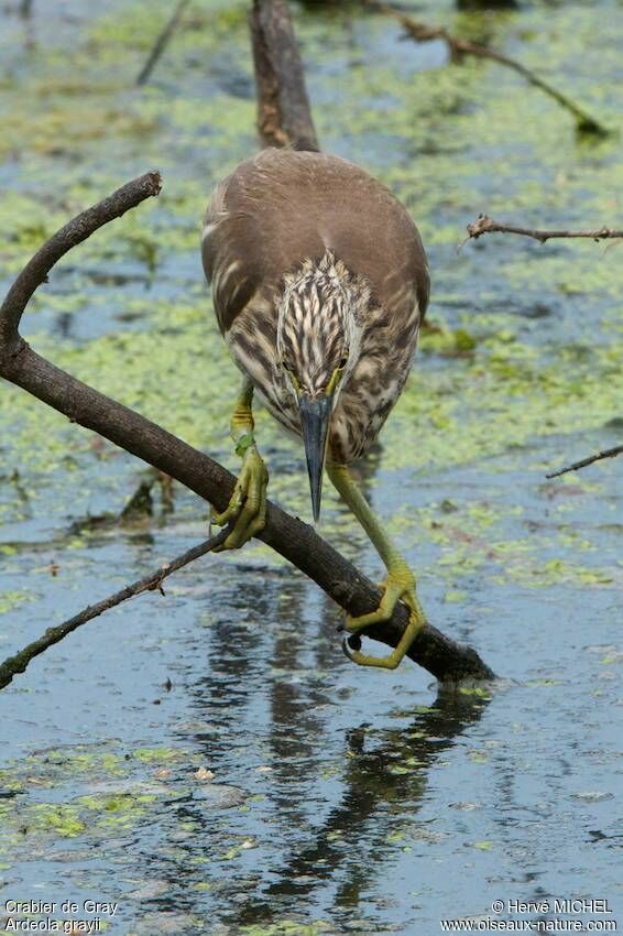 Indian Pond Heron