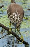 Indian Pond Heron