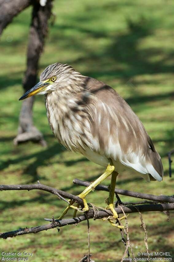 Indian Pond Heron